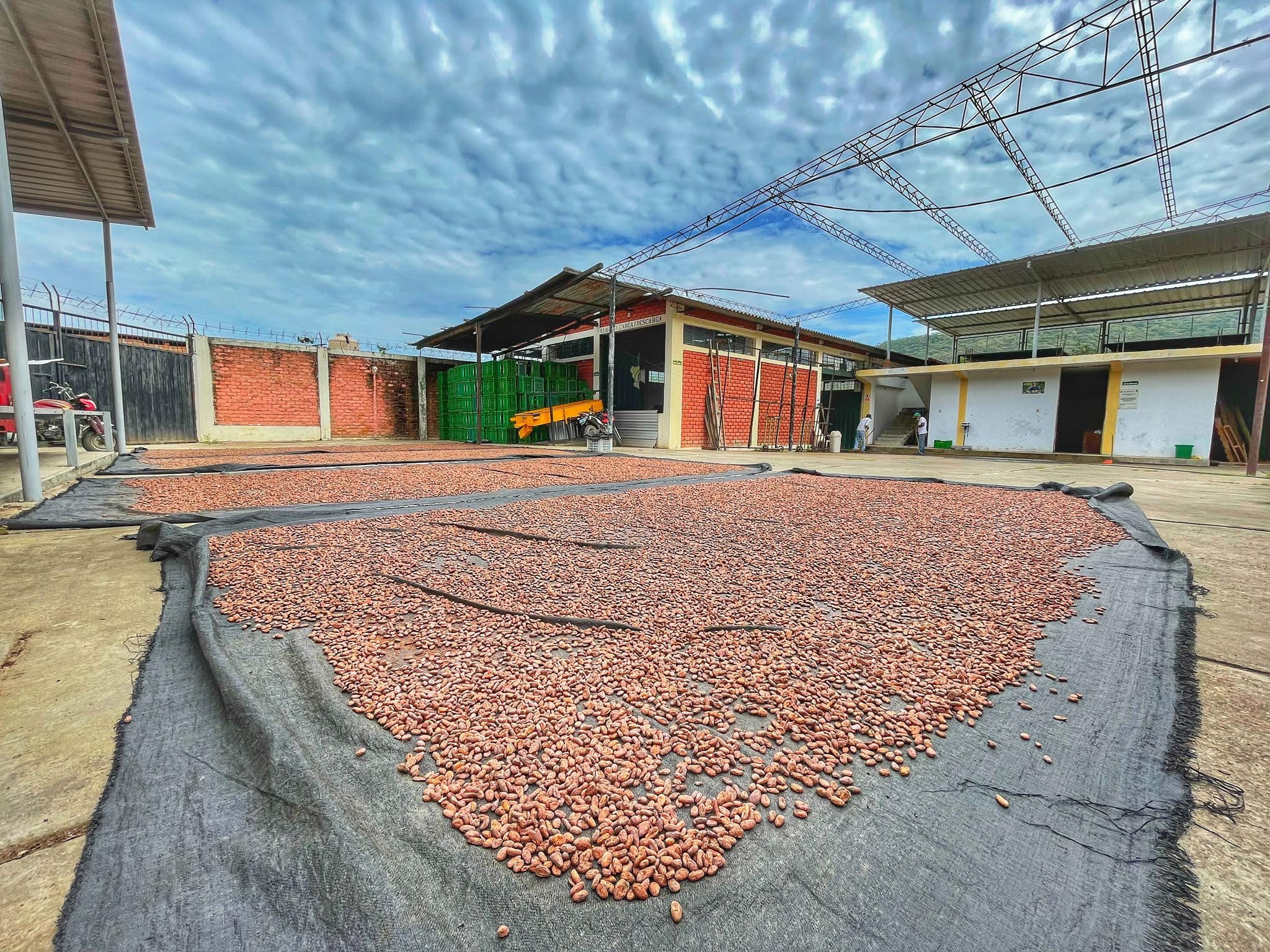 Secado cacao