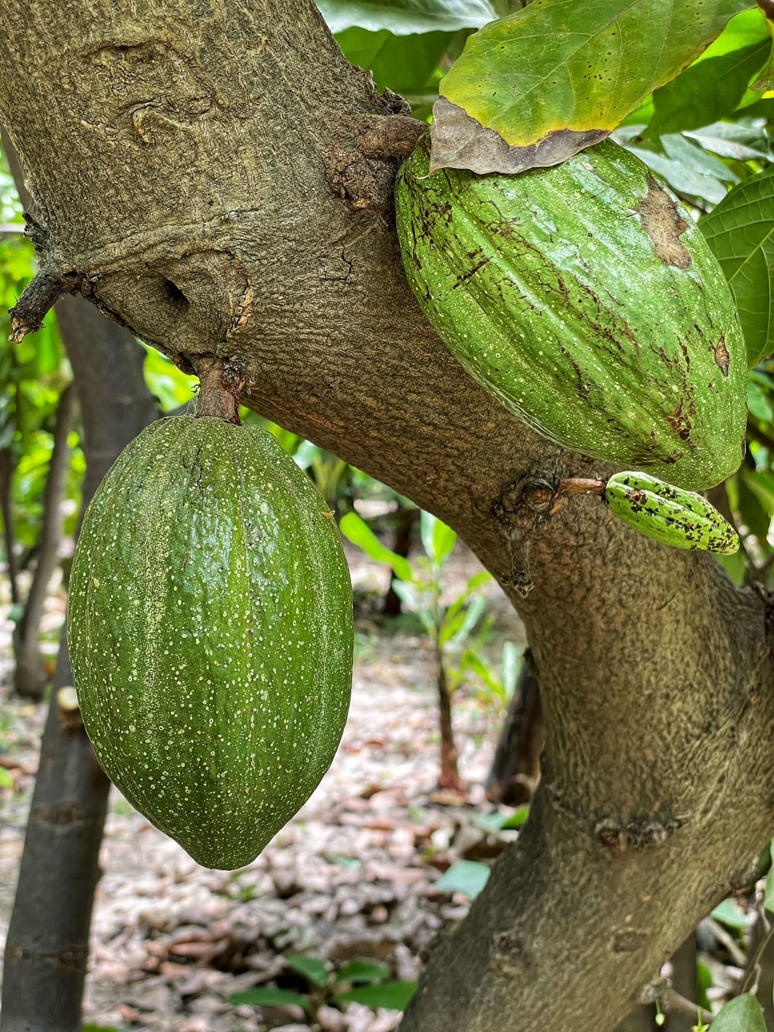 Semillas de cacao en el árbol